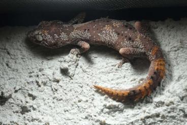 Geckos kaufen und verkaufen Foto: 1.1 Strophurus ciliaris 2020