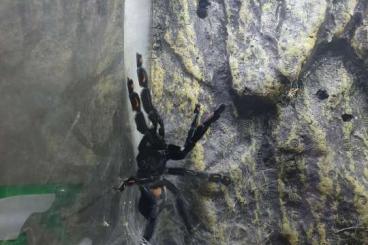 - bird spiders kaufen und verkaufen Photo: Venezuela-Ornament-Vogelspinne W/Adult