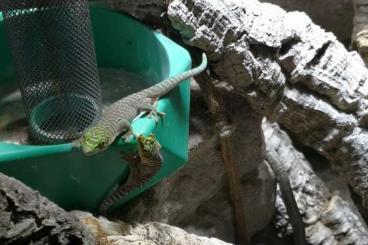 Geckos kaufen und verkaufen Foto: 