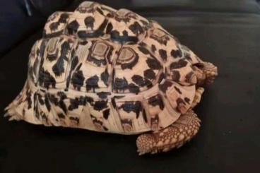 Landschildkröten kaufen und verkaufen Foto: 2 panther schildkröten (stigmochelys pardalis)