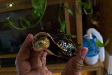 Schildkröten  kaufen und verkaufen Foto: Cuora Flavo marginata juvenile