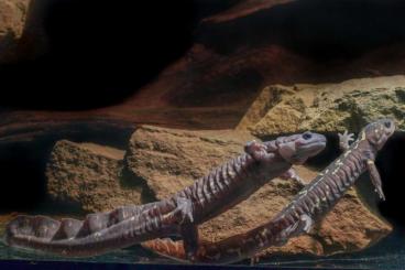 Salamander kaufen und verkaufen Foto: Paradactylodon persicus gorganensis