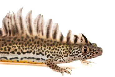 newts and salamanders kaufen und verkaufen Photo: O. v. vittatus Jungtiere / juveniles