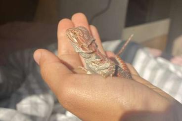 Bearded dragons kaufen und verkaufen Photo: lieber 3 jährige Bartagam abzugeben Bearded dragons kaufen und verkaufen Photo: lieber 3 jährige Bartagam abzugeben
