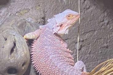Bearded dragons kaufen und verkaufen Photo: lieber Bartagam in gute Hände abzugeben Bearded dragons kaufen und verkaufen Photo: lieber Bartagam in gute Hände abzugeben