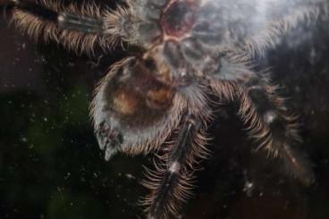 - bird spiders kaufen und verkaufen Photo: Tliltocatl albopilosum mit Terra