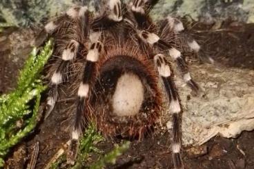 - bird spiders kaufen und verkaufen Photo: Acanthoscurria geniculata 