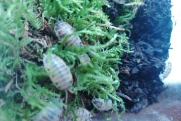 Crustraceae non aquatic kaufen und verkaufen Photo: Porcellio laevis, Panda ???? 30 adulte Tiere 