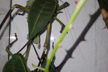 Insects kaufen und verkaufen Photo: Siliquofera grandis 1.1 Riesenblattschrecke 