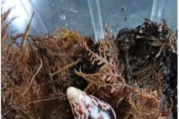 Mollusca kaufen und verkaufen Photo: Young Limicolaria flammea for sale Mollusca kaufen und verkaufen Photo: Young Limicolaria flammea for sale