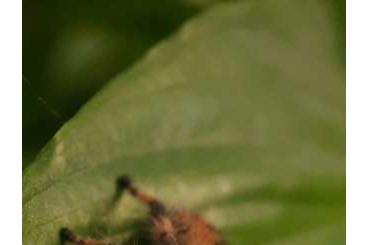 Spiders and Scorpions kaufen und verkaufen Photo: PHIDIPPUS REGIUS APALACHICOLA/SOROA