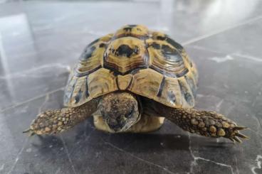 Landschildkröten kaufen und verkaufen Foto: Testudo hermanni Zuchtpaar, 2 griechische Landschildkröten 