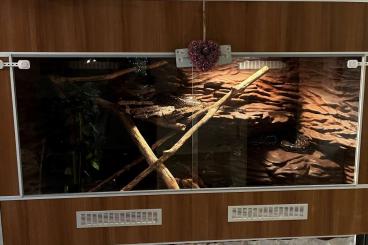 Enclosures kaufen und verkaufen Photo: Großes selbstgebautes Terrarium MDF-Bodenplatte