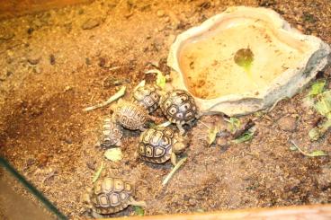 Schildkröten  kaufen und verkaufen Foto: Stigmochelys pardalis babocki