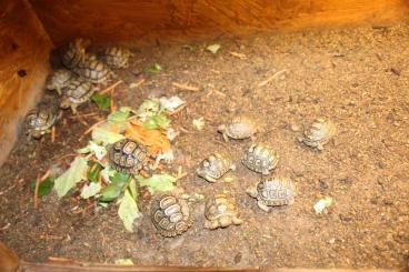 Schlangen kaufen und verkaufen Foto:  Pantherschildkröten Pardalis babcocki