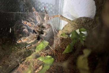 Spinnen und Skorpione kaufen und verkaufen Foto: Psalmopoeus cambridgei ,Grüne Trinidad-Vogelspinne