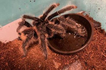 - bird spiders kaufen und verkaufen Photo: Lasiodora Parahybama 1.0.