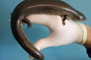 Echsen  kaufen und verkaufen Foto: Looking Amphiglossus reticulatus and A. astrolabi 