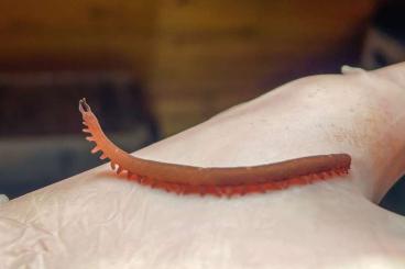 other Arthropoda kaufen und verkaufen Photo: Velvet worms (Epiperipatus barbadensis) 