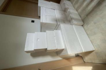 Supplies kaufen und verkaufen Photo: Tempex transport boxes in different sizes (Hamm/Houten) 