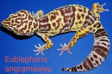Geckos kaufen und verkaufen Foto: Looking for/Suche nach (Eublepharis angramainyu) 