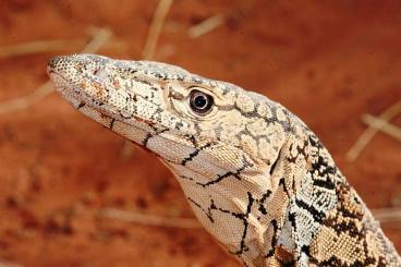 Warane kaufen und verkaufen Foto: Looking for / Suche nach (Varanus giganteus)