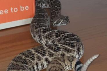 Venomous snakes kaufen und verkaufen Photo: Crotalus Atrox cb20 female (0.1)