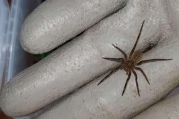 echte Webspinnen kaufen und verkaufen Foto: Phoneutria Nigriventer 4/5 , Fera 5/6 echte Webspinnen kaufen und verkaufen Foto: Phoneutria Nigriventer 4/5 , Fera 5/6