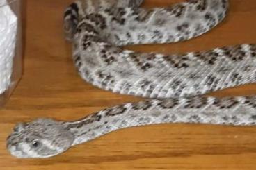 Venomous snakes kaufen und verkaufen Photo: Crotalus atrox het albino cb22 €40