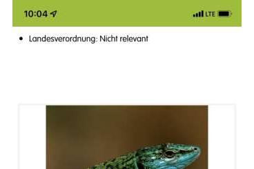 other lizards kaufen und verkaufen Photo: Suche Podarcis siculus klemmeri Pärchen 