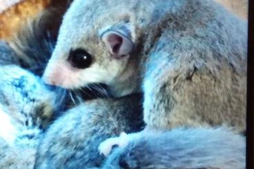 Exotic mammals kaufen und verkaufen Photo: Afrikanische Zwergschläfer