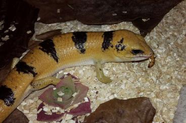 Skinke kaufen und verkaufen Photo: 1.0. Scincopus fasciatus / Nachtskink
