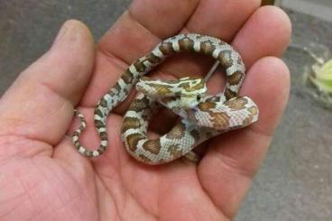 Snakes kaufen und verkaufen Photo: Mladé Pantherophis guttata