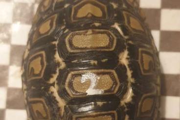 Tortoises kaufen und verkaufen Photo: Pantherschildkröten - Pardalis Babcocki 