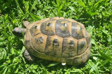 Tortoises kaufen und verkaufen Photo: Maurische Landschildkröte Graeca Ibera Tortoises kaufen und verkaufen Photo: Maurische Landschildkröte Graeca Ibera