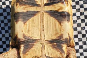 Schildkröten  kaufen und verkaufen Foto: Burmesische Sternschildkröten, Platinota 
