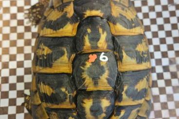 Schildkröten kaufen und verkaufen Foto: Griechische Landschildkröten Schildkröten kaufen und verkaufen Foto: Griechische Landschildkröten