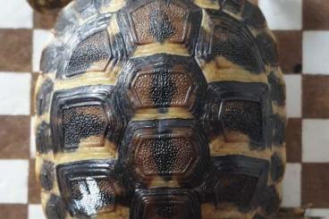 Schildkröten  kaufen und verkaufen Foto: Griechische Landschildkröten Thh 