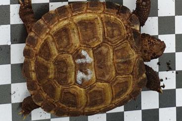 Schildkröten  kaufen und verkaufen Foto: Russische Vierzehen Landschildkröten NZ 