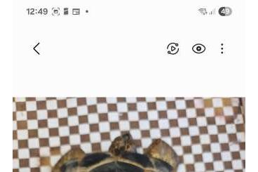 Turtles and Tortoises kaufen und verkaufen Photo: Russische Vierzehen Landschildkröten NZ 