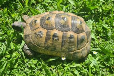 Tortoises kaufen und verkaufen Photo: Maurische Landschildkröten Tortoises kaufen und verkaufen Photo: Maurische Landschildkröten