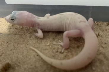 Geckos kaufen und verkaufen Foto: Coleonyx variegatus leucistic