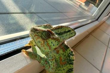 Chamäleons kaufen und verkaufen Foto: Chamäleon „Speedy“ (Weibchen, ca. 4 J.) sucht ein liebevolles Zuhause Chamäleons kaufen und verkaufen Foto: Chamäleon „Speedy“ (Weibchen, ca. 4 J.) sucht ein liebevolles Zuhause