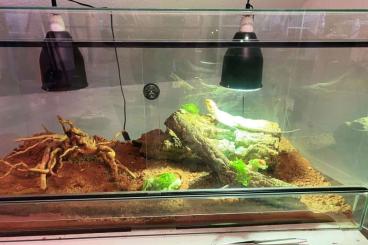 Bartagamen kaufen und verkaufen Foto: Verkaufe zwei Bartagamen und Terrarium mit Zubehör