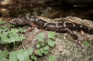 Lizards kaufen und verkaufen Photo: Looking for Tropidophorus sinicus