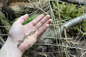 Echsen  kaufen und verkaufen Foto: Bloodline trade with cb Chalcides ocellatus ocellatus