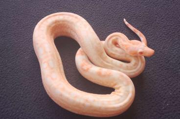 Boas kaufen und verkaufen Photo: Albino Leopard Boa NZ 24 Boas kaufen und verkaufen Photo: Albino Leopard Boa NZ 24