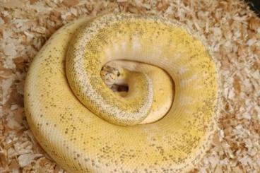 Königspythons kaufen und verkaufen Foto: 0.1 Calico Fire Pinstripe Super Pastel NZ 2018 Königspythons kaufen und verkaufen Foto: 0.1 Calico Fire Pinstripe Super Pastel NZ 2018