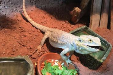 Bearded dragons kaufen und verkaufen Photo: Verkaufe eine besondere Bartagame 