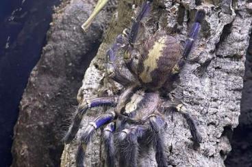 Spinnen und Skorpione kaufen und verkaufen Foto: Th apophysis/ P metallica 